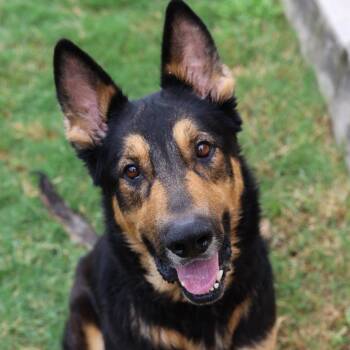 Koda -  Mixed Breed and Shepherd Dog for Adoption in Tulsa, Oklahoma - Koda | PetCurious