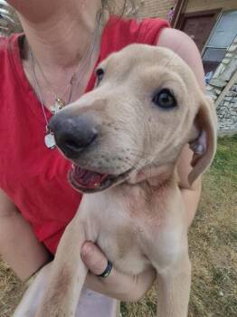 EAST -  American Staffordshire Terrier and Mixed Breed Dog for Adoption in San Antonio, Texas - EAST | PetCurious