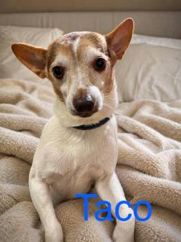 Taco -  Chihuahua Dog for Adoption in Zimmerman, Minnesota - Taco | PetCurious
