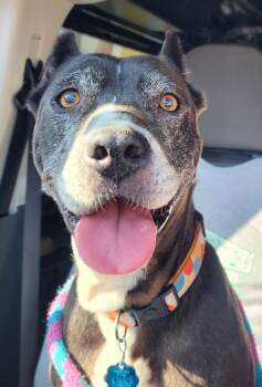 Rescue Pit Bull Terrier Dogs for Adoption in El Dorado, Arkansas - Sheet Shang | PetCurious