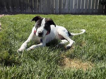 Leroy J -  Labrador Retriever Dog for Adoption in Colorado Springs, Colorado - Leroy J | PetCurious