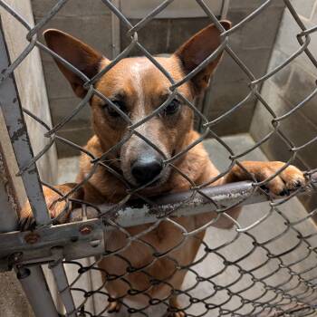 Australian Cattle Dog Blue Heeler Dogs Available for Adoption - Sadie  | PetCurious