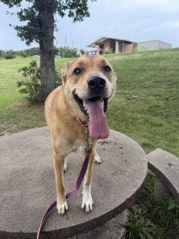 Halle -  Mixed Breed Dog for Adoption in Kansas City, Missouri - Halle | PetCurious