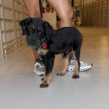 Mikey -  Schnauzer Dog for Adoption in Chicago, Illinois - Mikey | PetCurious
