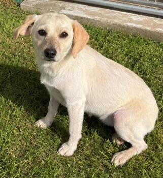 Honey -  Beagle Dog for Adoption in Dixon, Illinois - Honey | PetCurious