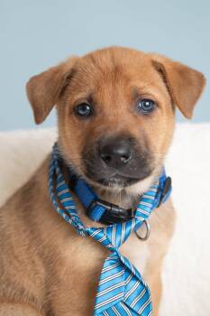 Vacay: Jetlag -  German Shepherd Dog Dog for Adoption in Palo Alto, California - Vacay: Jetlag | PetCurious