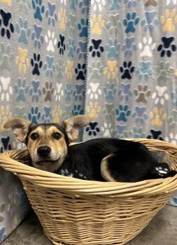 German Shepherd Dog and Mixed Breed Dogs Available for Adoption in Rosenberg, Texas - JERSEY | PetCurious