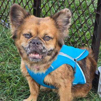 Rescue French Bulldog Dogs for Adoption in Huber Heights, Ohio - Carmella | PetCurious