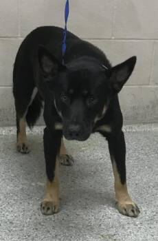 Rescue Labrador Retriever and Mixed Breed Dogs for Adoption in Conroe, Texas - DUCK | PetCurious