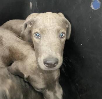 Mixed Breed Dogs Available for Adoption in Dallas, Texas - INDIGO | PetCurious