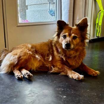 Tag-A-Long -  Mixed Breed Dog for Adoption in Houston, Texas - Tag-A-Long | PetCurious