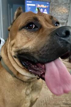 Cane Corso Dogs Available for Adoption in Rutherfordton, North Carolina - Cane Corso (Courtesy Post) | PetCurious