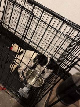 Plum -  Papillon Dog for Adoption in Garland, Texas - Plum | PetCurious