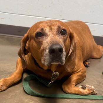 Mixed Breed Dogs Available for Adoption in Dekalb, Illinois - Tula | PetCurious