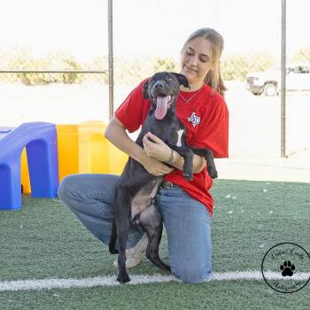 Johnny -  Black Labrador Retriever and Mixed Breed Dog for Adoption in Abilene, Texas - Johnny | PetCurious