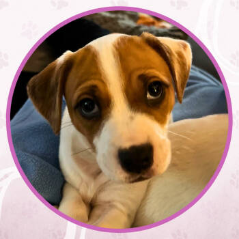 Rescue Mixed Breed Dogs for Adoption in Toms River, New Jersey - Mister Mutt-meg | PetCurious