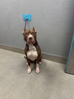 CAINE -  Pit Bull Terrier Dog for Adoption in Las Vegas, Nevada - CAINE | PetCurious