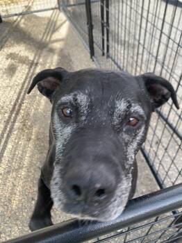 Pit Bull Terrier and Mixed Breed Dogs Available for Adoption in Leadville, Colorado - Vixin | PetCurious