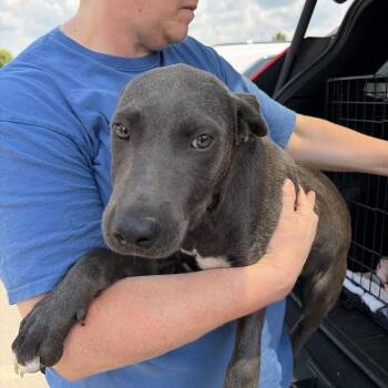 Asher -  Weimaraner and Mixed Breed Dog for Adoption in Marshall, Texas - Asher | PetCurious