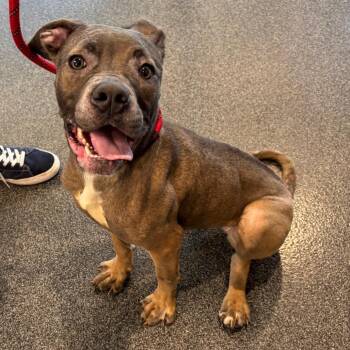 Lottie -  Mixed Breed Dog for Adoption in Allentown, Pennsylvania - Lottie | PetCurious