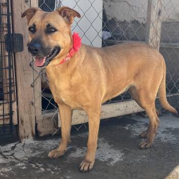 ( Petuka) -  Mixed Breed and Yellow Labrador Retriever Dog for Adoption in Palm Desert, California - ( Petuka) | PetCurious