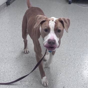 Falcor -  Pit Bull Terrier and Great Dane Dog for Adoption in Indianapolis, Indiana - Falcor | PetCurious