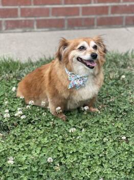 Reba -  Dachshund and Pomeranian Dog for Adoption in Pleasant Hill, California - Reba | PetCurious