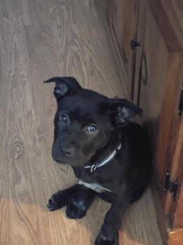 Porter -  Chow Chow and Black Labrador Retriever Dog for Adoption in Brunswick, Maine - Porter | PetCurious