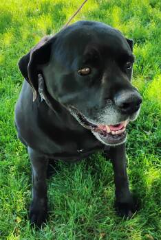 Maisey -  Cane Corso Dog for Adoption in Cortez, Colorado - Maisey | PetCurious