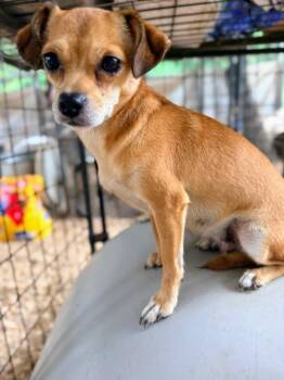 PENELOPE AKA PENNY -  Chihuahua and Miniature Pinscher Dog for Adoption in Fosters, Alabama - PENELOPE AKA PENNY | PetCurious