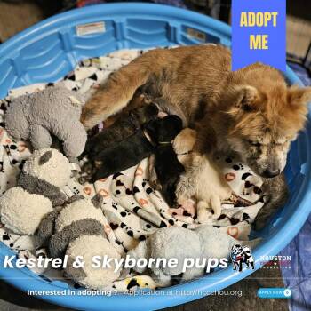 Rescue Chow Chow and Labrador Retriever Dogs for Adoption in Houston, Texas - Kestrel & The Skyborne Pups | PetCurious