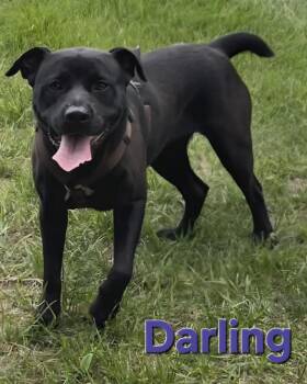 Labrador Retriever and Mixed Breed Dogs Available for Adoption in Rutherfordton, North Carolina - Darling | PetCurious