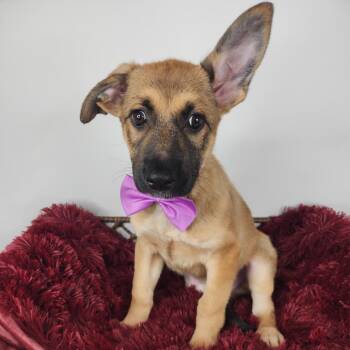 Colt -  German Shepherd Dog Dog for Adoption in Fort Wayne, Indiana - Colt | PetCurious