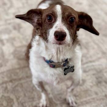 Cocoa -  Jack Russell Terrier and Dachshund Dog for Adoption in Marana, Arizona - Cocoa | PetCurious
