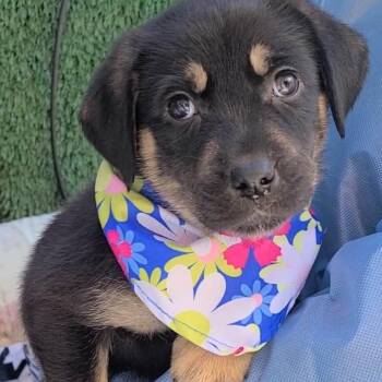 Mixed Breed Dogs Available for Adoption - Trout | PetCurious