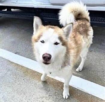 Husky Dogs Available for Adoption in Houston, Texas - A656313 | PetCurious