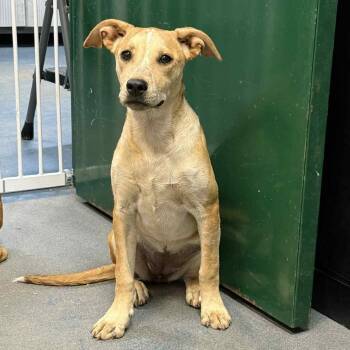 Rescue Yellow Labrador Retriever Dogs for Adoption in Hamilton, Georgia - Mawi | PetCurious
