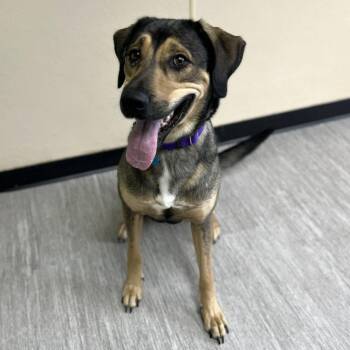 Fondue -  Mixed Breed Dog for Adoption in State College, Pennsylvania - Fondue | PetCurious