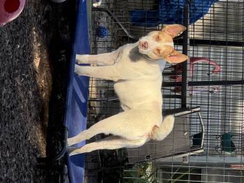 Rescue Mixed Breed Dogs for Adoption in Watertown, Connecticut - Jett | PetCurious