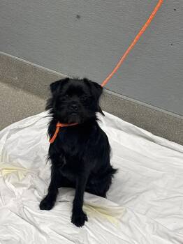 KAI -  Pug and Mixed Breed Dog for Adoption in Las Vegas, Nevada - KAI | PetCurious