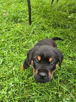 Luke -  Rottweiler and Husky Dog for Adoption in Indianapolis, Indiana - Luke | PetCurious