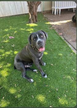 American Staffordshire Terrier Dogs Available for Adoption in San Diego, California - Brody "Facilitated Adoption" | PetCurious