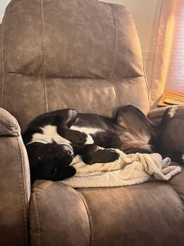 Phoebe Elise -  Shepherd and Beagle Dog for Adoption in Bloomington, Indiana - Phoebe Elise | PetCurious