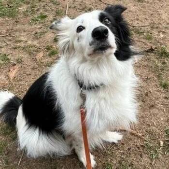 Saskia -  Border Collie Dog for Adoption in Lindenhurst, New York - Saskia | PetCurious