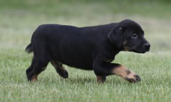 Labrador Retriever and Border Collie Dogs Available for Adoption in Mechanicsburg, Pennsylvania - SAWYER | PetCurious