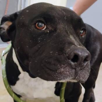Sora -  Pit Bull Terrier Dog for Adoption in Palestine, Texas - Sora | PetCurious