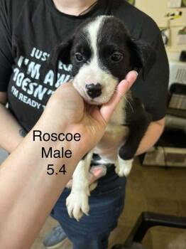 Johnson Rs : Roscoe -  Boxer and Australian Shepherd Dog for Adoption in Aurora, Indiana - Johnson Rs : Roscoe | PetCurious