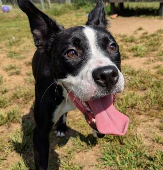 Rescue Mixed Breed Dogs for Adoption in Mishawaka, Indiana - Flapjack | PetCurious