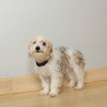 Merry-Go-Round D69837 -  Shih Tzu and Bichon Frise Dog for Adoption in Minnetonka, Minnesota - Merry-Go-Round D69837 | PetCurious