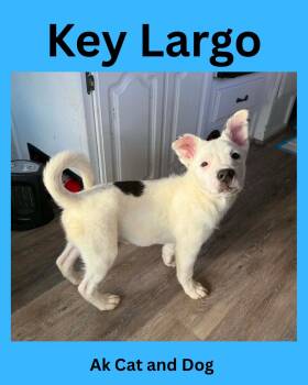 Key Largo -  Pit Bull Terrier Dog for Adoption in Wasilla, Alaska - Key Largo | PetCurious